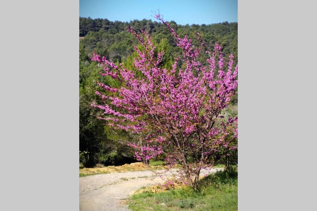 L'Arbre à soleil Villa Aigues-Vives  Eksteriør billede