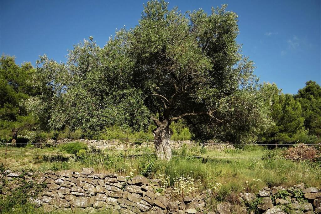 L'Arbre à soleil Villa Aigues-Vives  Eksteriør billede